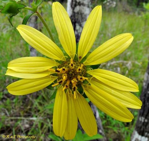 {Silphium dentatum}